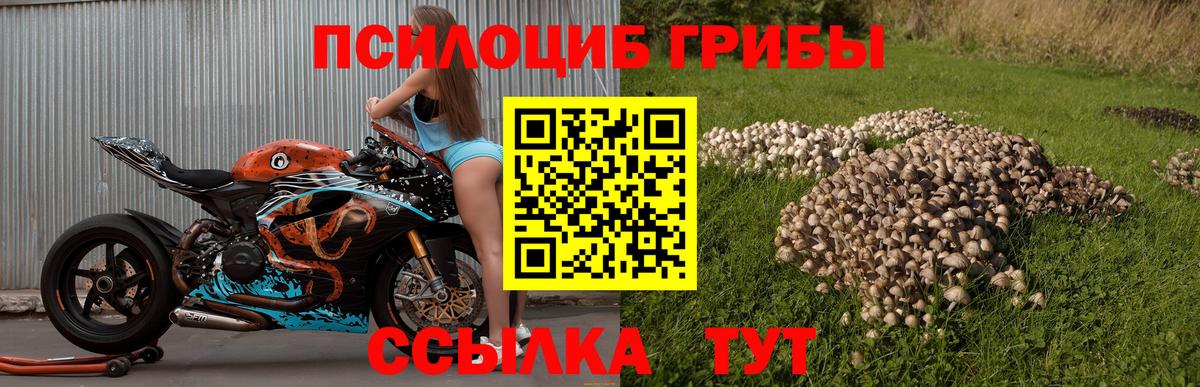Галлюциногенные грибы Psilocybe  Вход с VPN  Псилоцибиновые грибы прущие грибы  как найти наркотики  Кызыл 